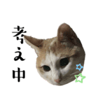 ペットのネコとイヌ（個別スタンプ：7）