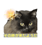 黒猫 ルナ院長153にゃんめ（個別スタンプ：1）