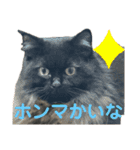 黒猫 ルナ院長153にゃんめ（個別スタンプ：4）