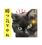 黒猫 ルナ院長153にゃんめ（個別スタンプ：8）