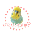 みやじゃきぴったくんのスタンプ（個別スタンプ：2）