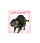 にゃんのか？？〜絶幸調〜（個別スタンプ：1）