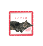 にゃんのか？？〜絶幸調〜（個別スタンプ：8）