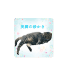 にゃんのか？？〜絶幸調〜（個別スタンプ：14）