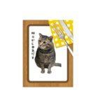 にゃんのか？？〜絶幸調〜（個別スタンプ：16）