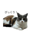 我が家の愛猫、てんちゃん4（個別スタンプ：1）