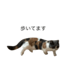 我が家の愛猫、てんちゃん4（個別スタンプ：2）