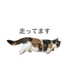 我が家の愛猫、てんちゃん4（個別スタンプ：3）