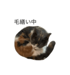我が家の愛猫、てんちゃん4（個別スタンプ：4）