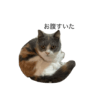 我が家の愛猫、てんちゃん4（個別スタンプ：5）