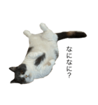 我が家の愛猫、てんちゃん4（個別スタンプ：6）