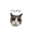 我が家の愛猫、てんちゃん4（個別スタンプ：8）