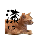 ちゃーくんと数葉1（個別スタンプ：7）