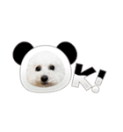 うちの愛犬。1（個別スタンプ：1）