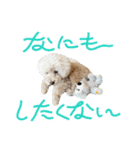 うちの愛犬。1（個別スタンプ：4）