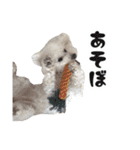 うちの愛犬。1（個別スタンプ：7）
