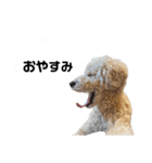 うちの愛犬。1（個別スタンプ：11）