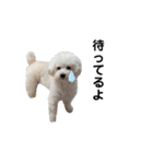 うちの愛犬。1（個別スタンプ：13）