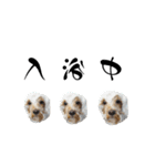うちの愛犬。1（個別スタンプ：15）