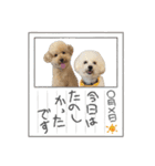 うちの愛犬。1（個別スタンプ：16）