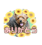 ジェイド2（個別スタンプ：2）