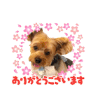 ジェイド2（個別スタンプ：4）