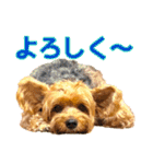 ジェイド2（個別スタンプ：8）