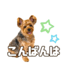 ジェイド2（個別スタンプ：11）