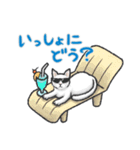 夏の白猫スタンプ（個別スタンプ：5）