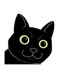 普通の黒猫（個別スタンプ：1）