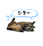 うにゃこの日常（個別スタンプ：8）