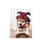 柴犬こなっちゃんのLINEスタンプ（個別スタンプ：1）