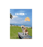 柴犬こなっちゃんのLINEスタンプ（個別スタンプ：2）