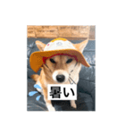 柴犬こなっちゃんのLINEスタンプ（個別スタンプ：5）