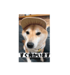 柴犬こなっちゃんのLINEスタンプ（個別スタンプ：6）