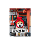 柴犬こなっちゃんのLINEスタンプ（個別スタンプ：7）