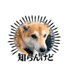 柴犬こなっちゃんのLINEスタンプ（個別スタンプ：8）