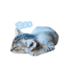 猫のるるくん（個別スタンプ：1）