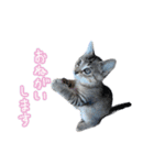猫のるるくん（個別スタンプ：2）
