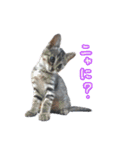 猫のるるくん（個別スタンプ：4）