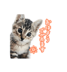 猫のるるくん（個別スタンプ：5）
