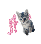 猫のるるくん（個別スタンプ：7）