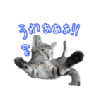 猫のるるくん（個別スタンプ：8）
