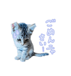 猫のるるくん（個別スタンプ：9）