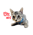 猫のるるくん（個別スタンプ：10）