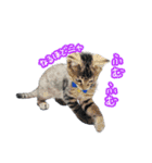 猫のるるくん（個別スタンプ：11）