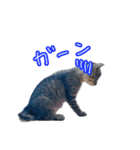 猫のるるくん（個別スタンプ：12）