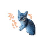 猫のるるくん（個別スタンプ：13）