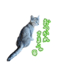 猫のるるくん（個別スタンプ：14）