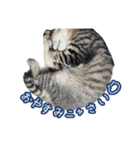 猫のるるくん（個別スタンプ：16）
